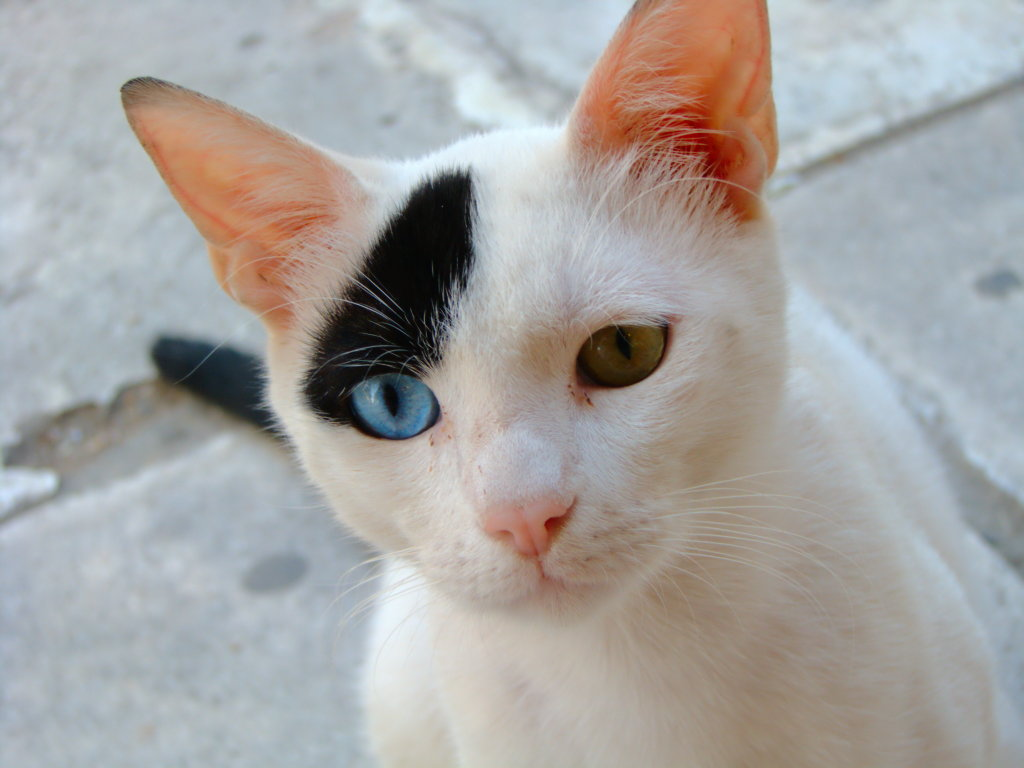 Piebald Cat With One Blue Eye Color Genetics